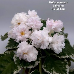 Р-Солнечные Зайчики (Зуб)